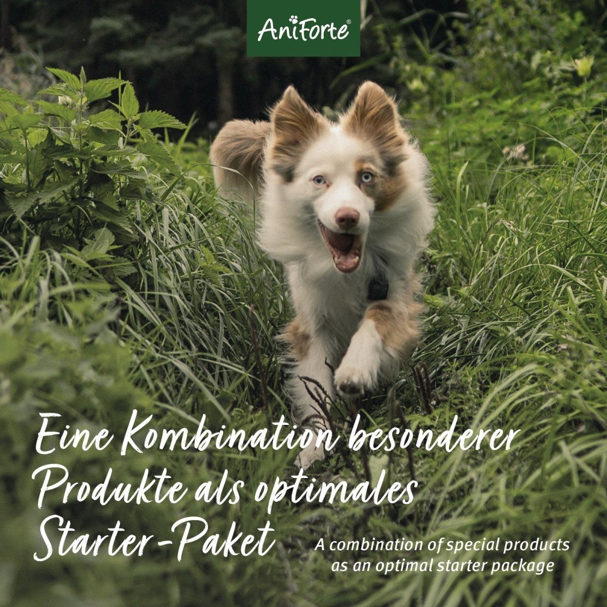 Durchstarter Paket S - AniForte