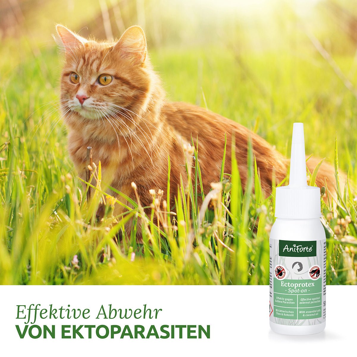 Ectoprotex Spot-on für Katzen - AniForte