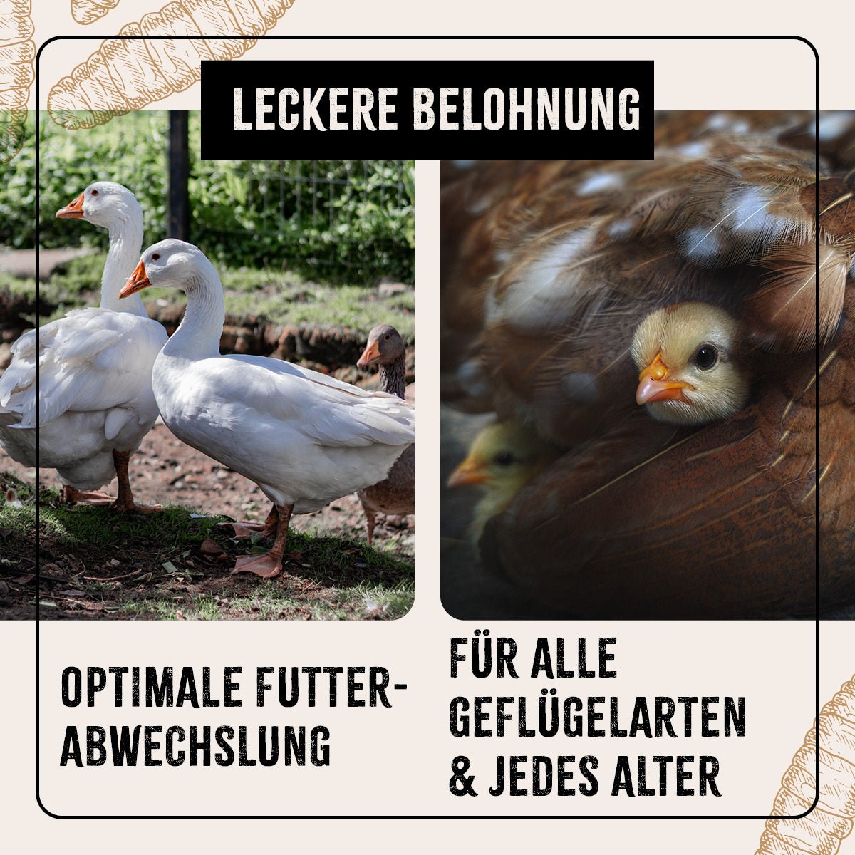 FarmLife Soldatenfliegenlarven - AniForte