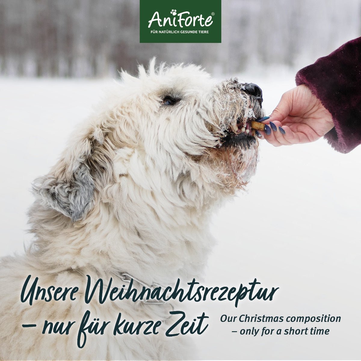 Festmahl-Snacks - Saftige Ente mit Birne & Preiselbeere - AniForte