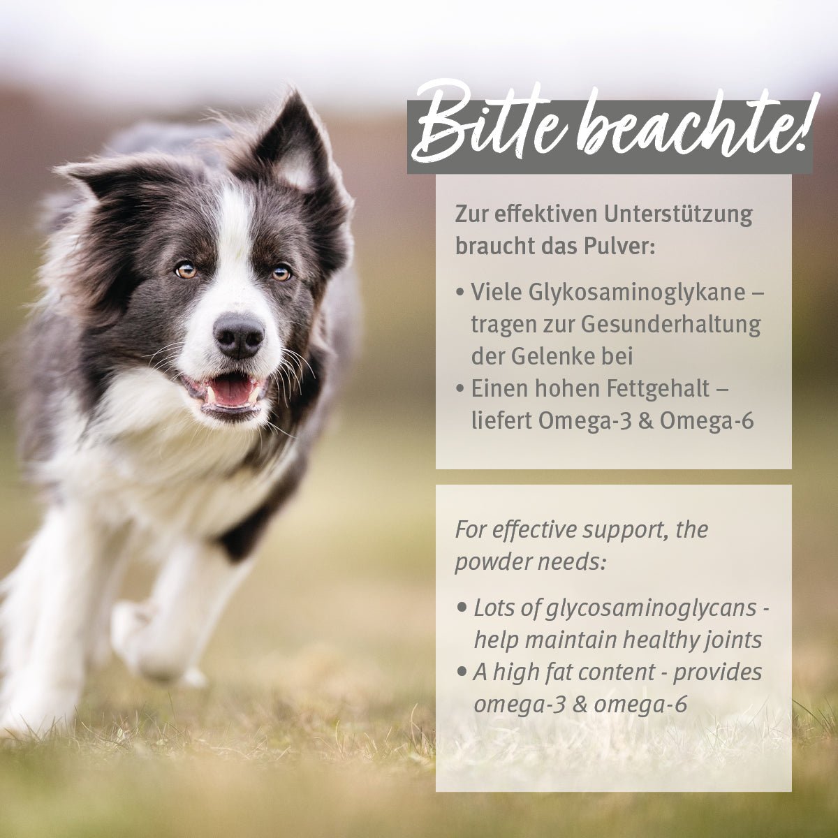 Glücklicher Hund Viele Glykosaminoglykane hohen Fettgehalt an Omega 3 & 6 im Grünlippmuschel Pulver - AniForte