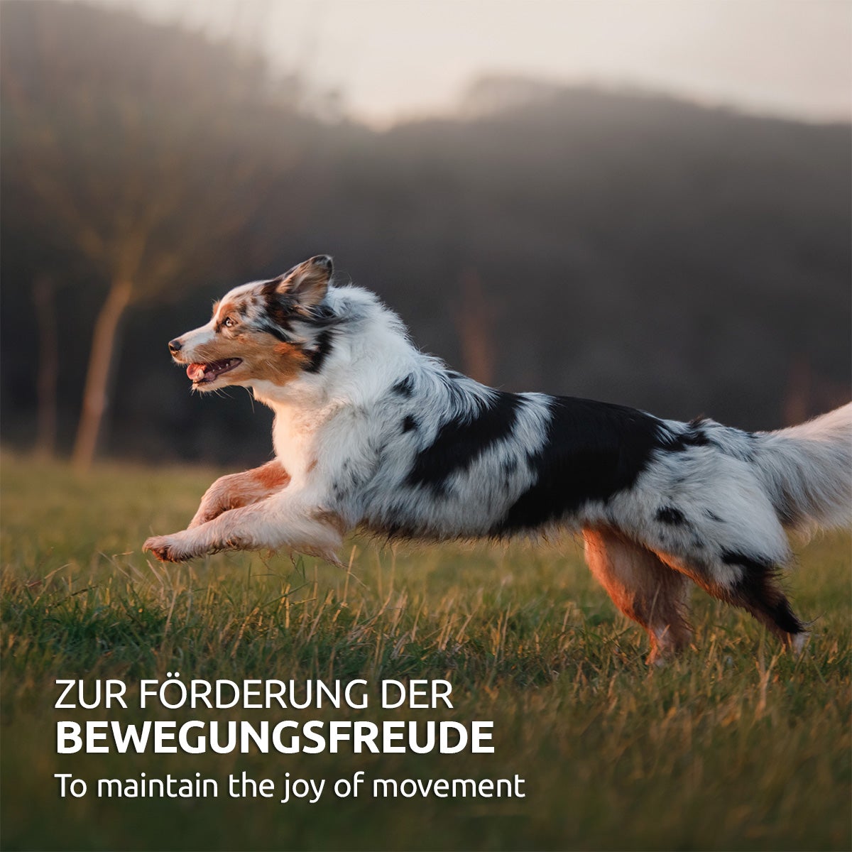 Hagebuttenpulver - AniForte