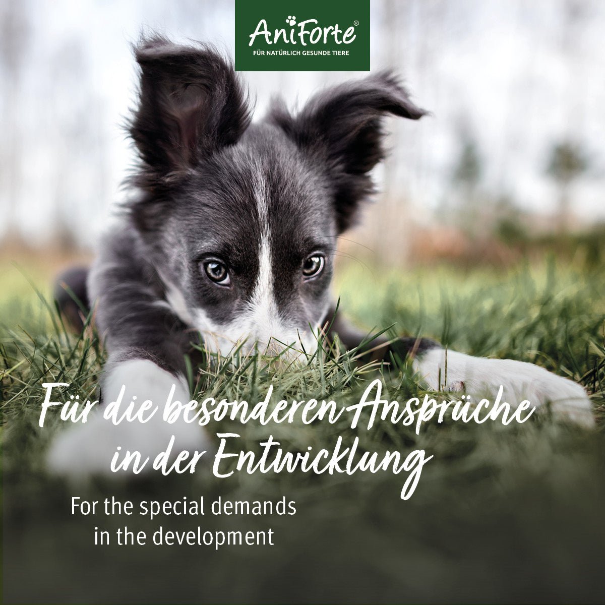 Junior Active - AniForte