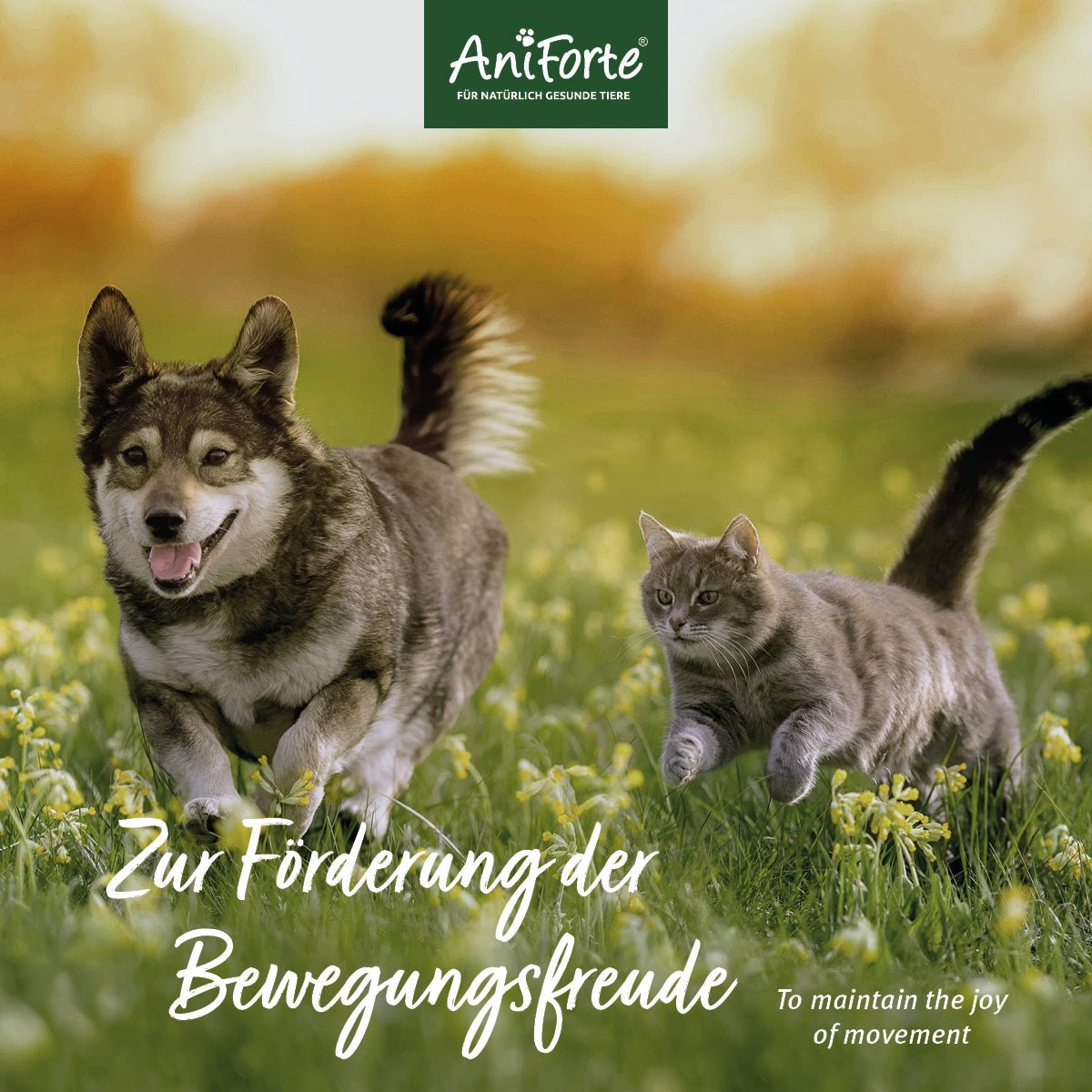 MSM Pulver für Hunde & Katzen - AniForte