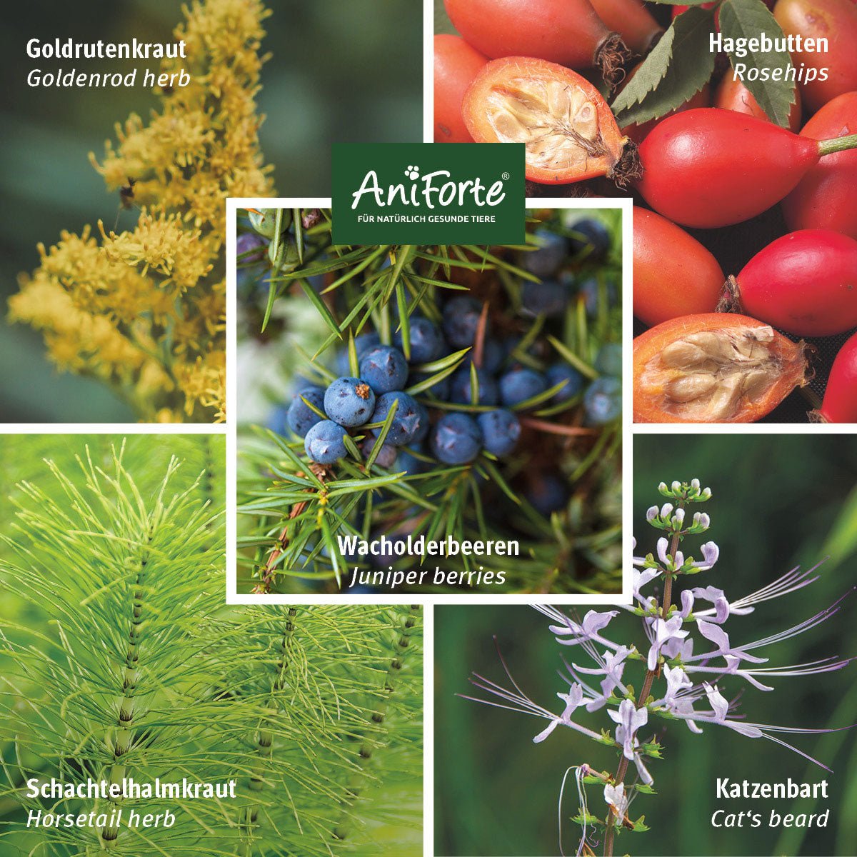 NierenVetal Pulver - AniForte
