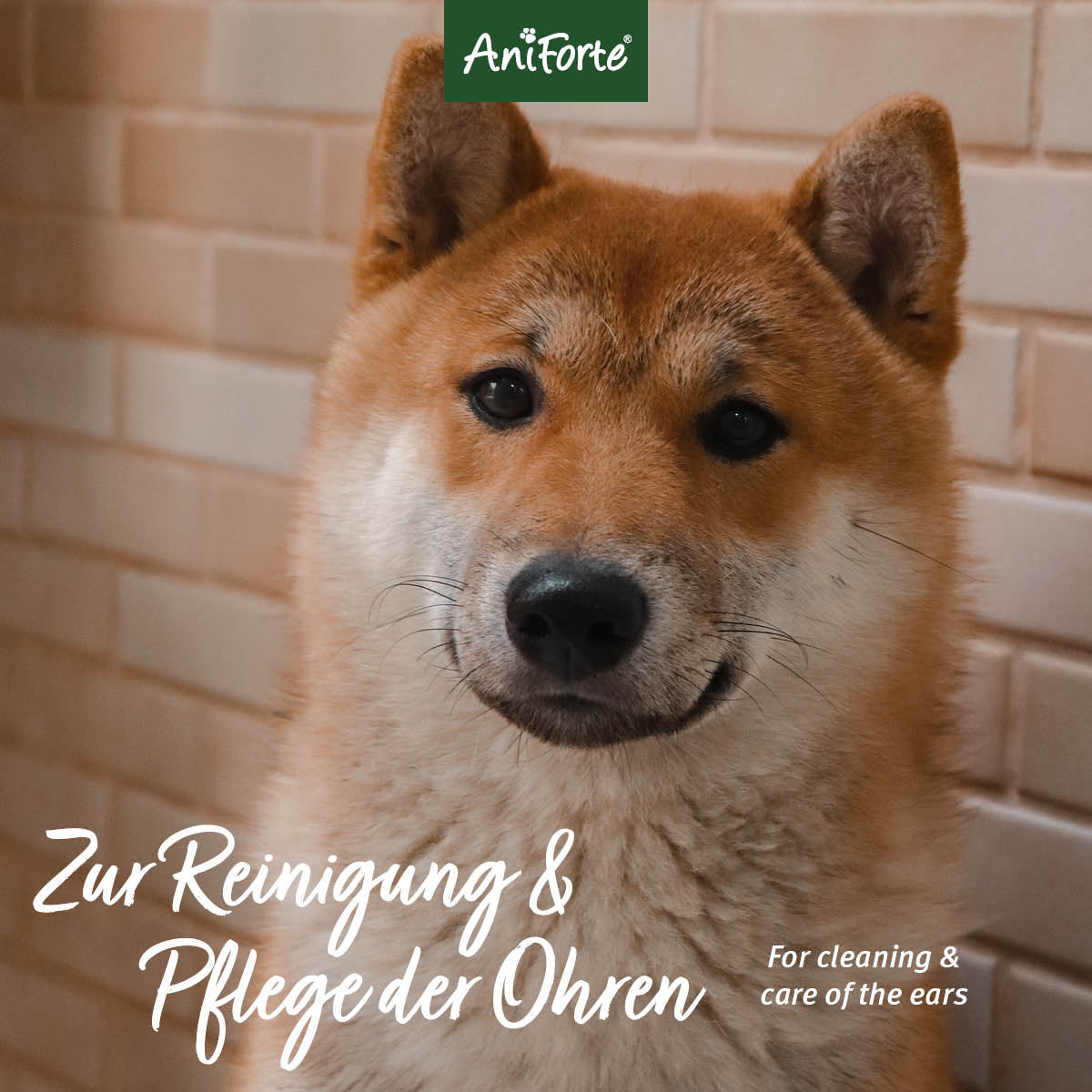 Ohren-Reinigungspads - AniForte