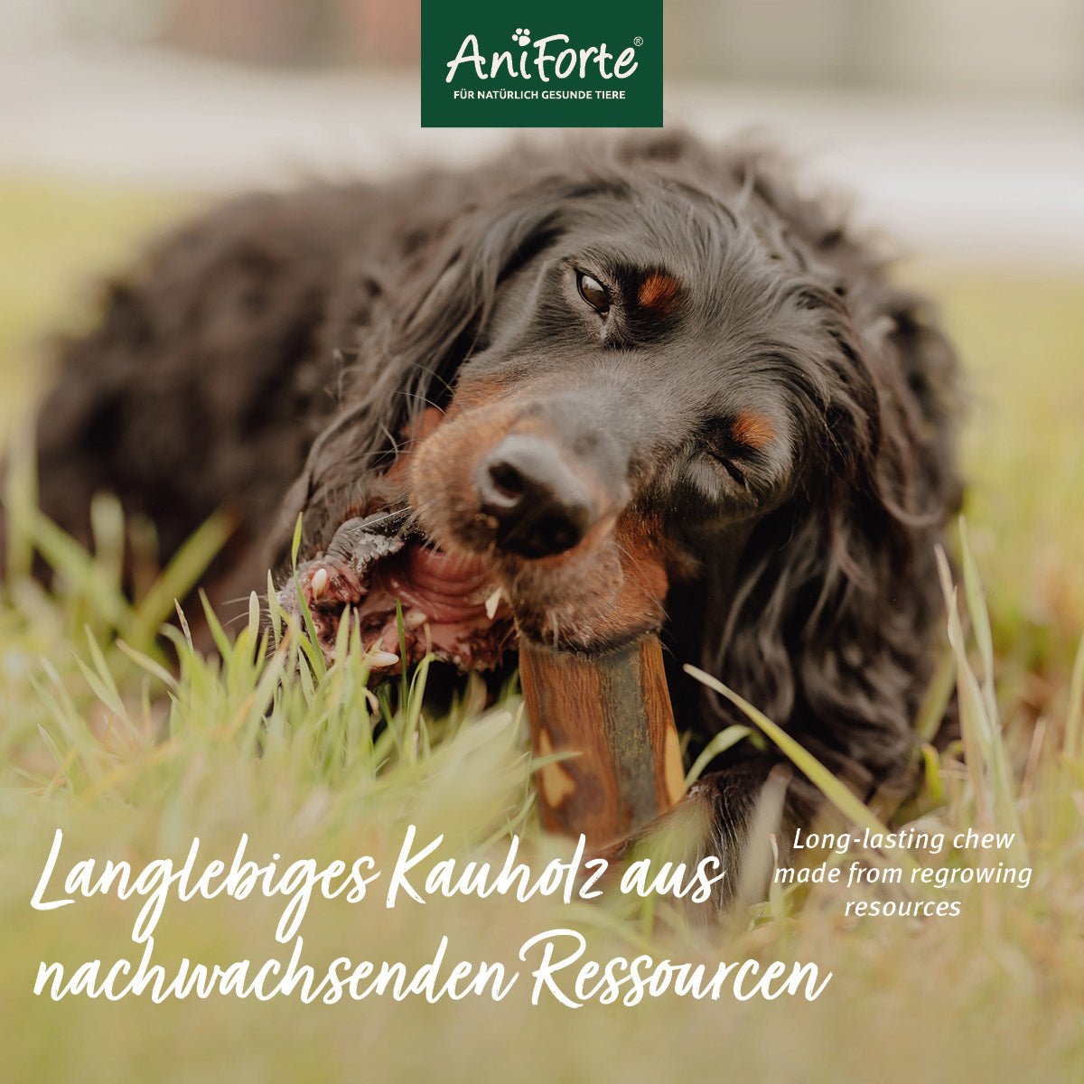 Olivenholz Kauknochen - AniForte