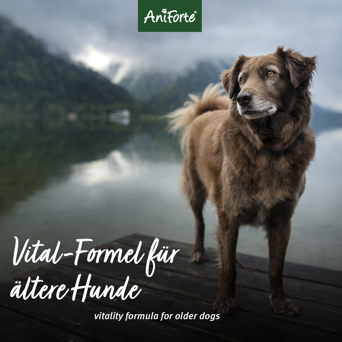 Senior Active - AniForte